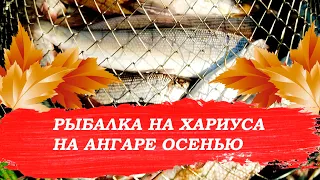 Рыбалка на хариуса на Ангаре осенью