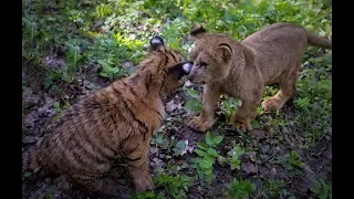 Первый совместный выпуск тигрят и львят в большой парк