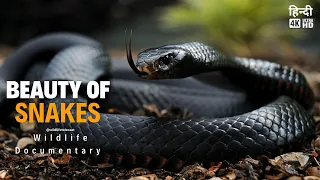 Beauty of Snakes - Full documentary in Hindi ( हिन्दी डॉक्यूमेंट्री ) 4k video