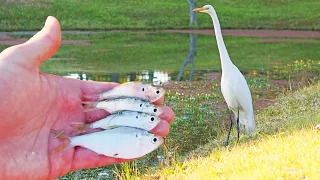 Catching Shad For My Pet Egret!