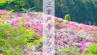 三室戸寺のツツジ見頃 : Mimuroto-ji Temple and Azaleas（Kyoto, Japan）