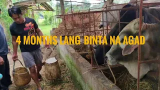 BAKAHAN FATTENING | PAG AALAGA NG BAKA