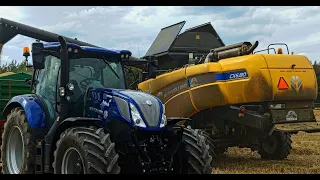 |Jedyny w okolicy BluePOWER |Żniwa Owsa |Smerfy w AKCJI !!! |NewHolland CX.6.80|Lato 2023|