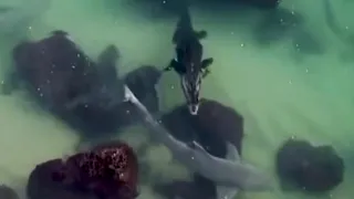 Shark vs Crocodile: Who Would Win in a Fight?