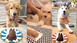 Cute,Funny dog Reaction to cutting cake|Dog cake reaction compilation