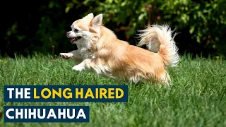 Long Haired Chihuahua: Everything About This Sassy and Sweet Companion Dog!