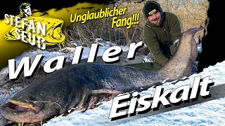 XXL WINTER-WALLER bei Eis und Schnee | WELSANGELN unter dem Gefrierpunkt mit U-Pose und Köderfisch