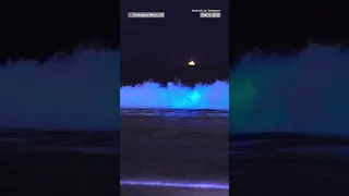 People boogie board through bioluminescent waves