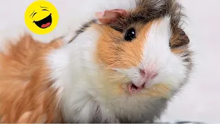 Funny Animals || Funny guinea pigs and other animals