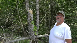 Identifying Black and White Poplar Trees