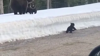 Поведение медведицы при возникновении опасности для медвежонка