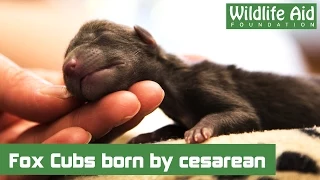 First fox cubs dramatically arrive by cesarean!