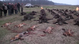 Wild Boar driven hunt in Romania,Battue aux sangliers en Roumanie,Schwarzwild treibjagd in Rumänien