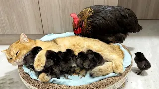 Hen was surprised!Kittens know how to take care of chicks better than hens.Cute and interesting