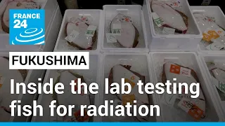 Fukushima: Japan turns to daily radiation testing to prove fish safety • FRANCE 24 English