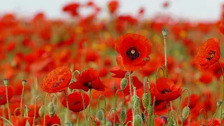 Remembrance Day Ceremonies Set To Go - November 10, 2021 - Micah Quinn