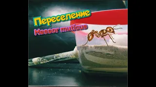 ПЕРЕСЕЛЕНИЕ МУРАВЬЁВ В ФЕРМУ!