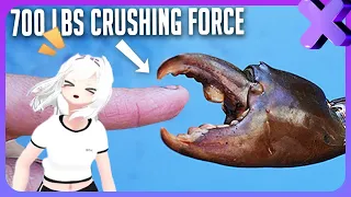 Filian Reacts to  'Can a Mudcrab cut off your finger?' | I did a thing