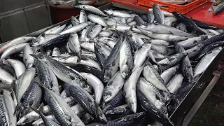 Processing 24 Tons of Norwegian Mackerel per Month. Fish Mass Production Factory in Korea