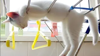 Funny CATS Of The Weekend To Improve Your Mood  - Funniest Cat Videos