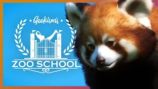 Red Panda | Zoo School | Planet Zoo Habitat Tutorial