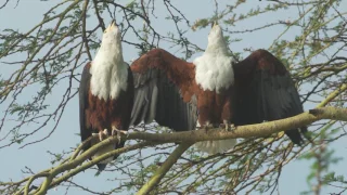 Resilience: The story of Naivasha through the eyes of an African Fish Eagle