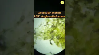 Protozoa In Nature #microscope #underamicroscope #microscopechallenge  #shorts