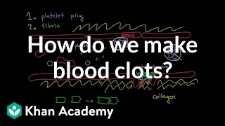 How do we make blood clots? | Human anatomy and physiology | Health & Medicine | Khan Academy