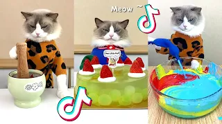 That Little Puff | Cats Make Food 😻 | Kitty God & Others | TikTok 2024 #64