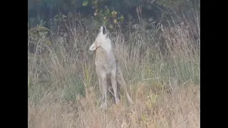 Yipping Coyote