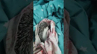 вылупления ёжика 🥰🥰🥰🦔