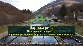 Царська риба. Як у горах на Закарпатті відродили розведення форелі і почали на цьому заробляти