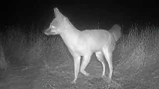 Endangered Central Valley species provides lesson in biodiversity