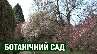 Магнолія, фейхоа та азалія: що квітне в ботанічному саду в Ужгороді