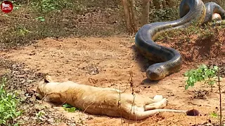 Lion Got a Bite - Final Battle of Python vs Lions and Another Wild Animal