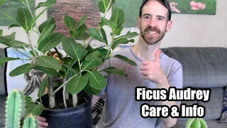 Ficus Audrey/Banyan Tree Care & Info (Ficus benghalensis)