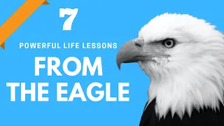 7 Powerful Lessons to Learn from The Eagle