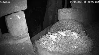 Hedgehog up and over Durham UK 14042021