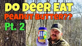 Does Peanut Butter Attract Deer?? Part 2