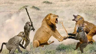 How These Baboons Trick Others Onto the Lion´s Dinner Table - lion vs monkey,buffalo wild animals