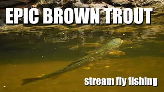 Fly Fishing HUGE BROWN TROUT in tiny water. The art of hunting brown trout EPIC