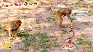 Fake Snake Banana Prank On Monkeys Hilarious Funny Reaction | You Can't Stop Laughig-Part 17