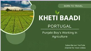 Portugal 🇵🇹 Agriculture Work Punjabi Boy's Coliflower , Broccoli 🥦  Kheti Da Kamm 2024 Portugal
