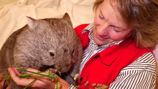 What's it like to meet a wombat in care