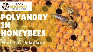 Polyandry in Honeybees by Dr. Keith Delaplane at the Texas Beekeepers Association 2019 Summer Clinic