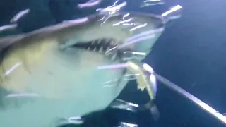 Sand Tiger shark hand feeding(Carcharias taurus)