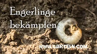 Engerlinge (Maikäfer) bekämpfen