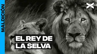 ¡EL REY DE LA SELVA! | #Maldicion | COMPLETO 28/05