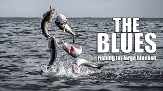 The Blues - Fishing for early spring large bluefish, New York (fly fishing film)