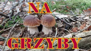 Grzyby na Uboczu 🍄 jak malowane - 10.09.2022